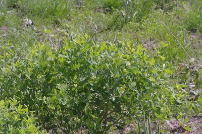 Baptisia nuttalliana, photographed by Michelle W. （鍾偉瑋）