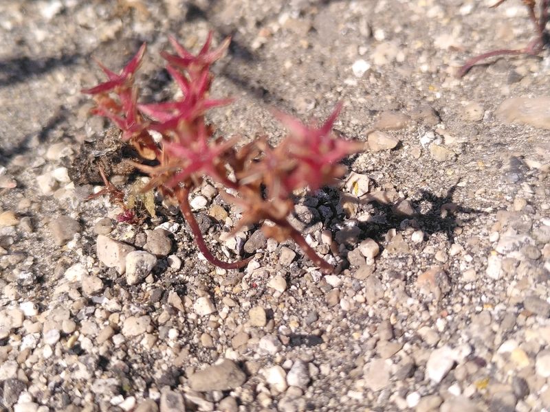 Sedum cespitosum, photographed by Yves Bas