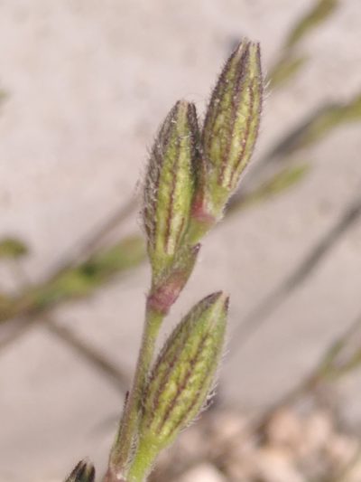 Silene nocturna, photographed by Yves Bas