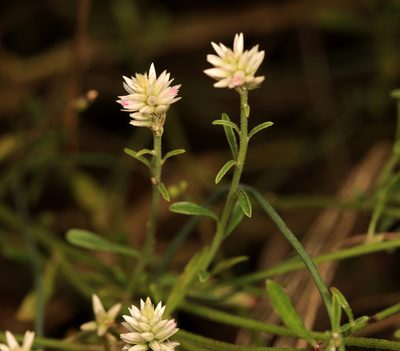 Hermbstaedtia odorata, photographed by Wynand Uys