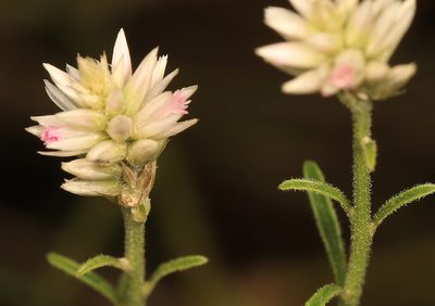 Hermbstaedtia odorata, photographed by Wynand Uys