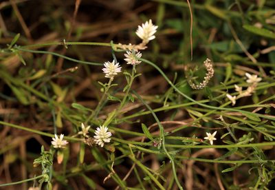 Hermbstaedtia odorata, photographed by Wynand Uys