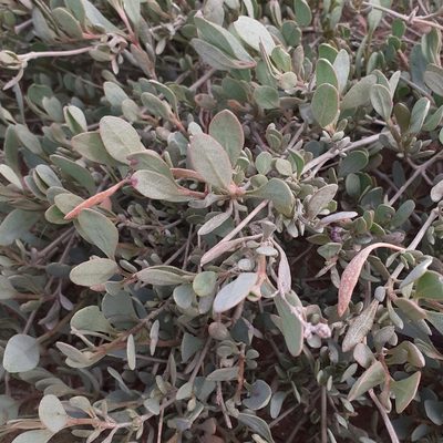 Halimione portulacoides, photographed by bogsuckers