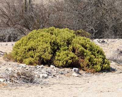 Nolana divaricata, photographed by Nicolás Villaseca Merino