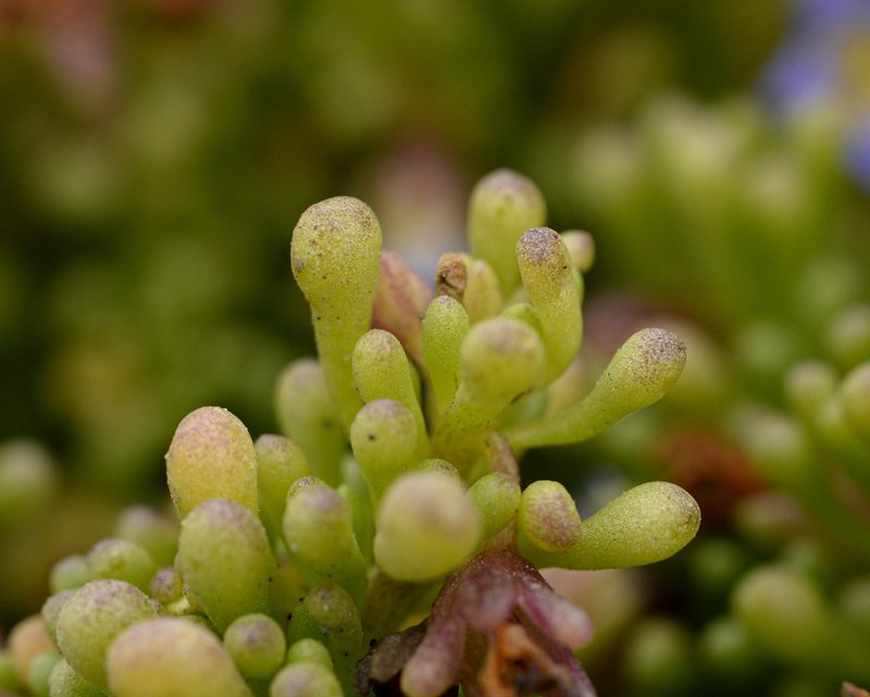 Nolana divaricata, photographed by Nicolás Villaseca Merino