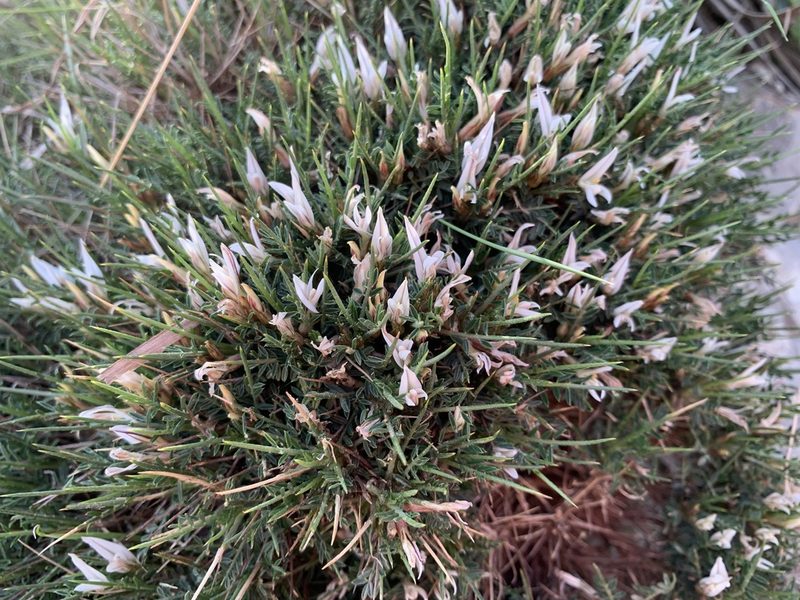Astragalus balearicus, photographed by Katrin Simon