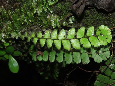 Adiantum ciliatum, photographed by chiuluan