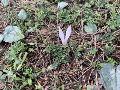 Cyclamen balearicum, photographed by Katrin Simon