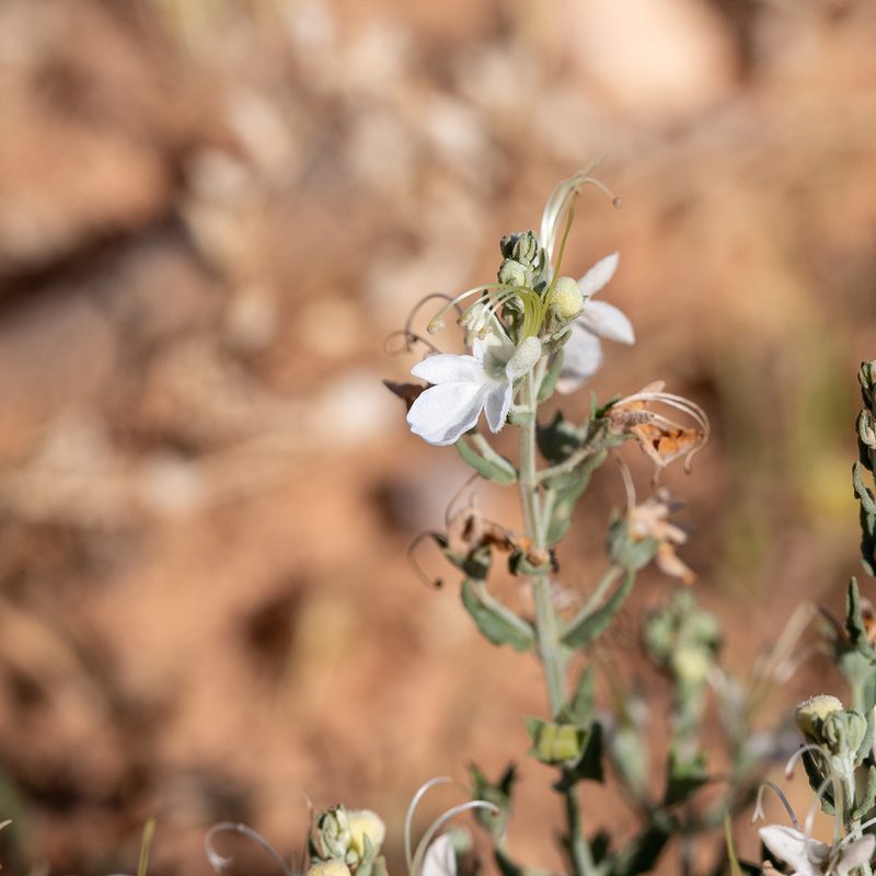 Teucrium racemosum, photographed by Kym Nicolson