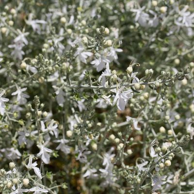 Teucrium racemosum, photographed by Kym Nicolson