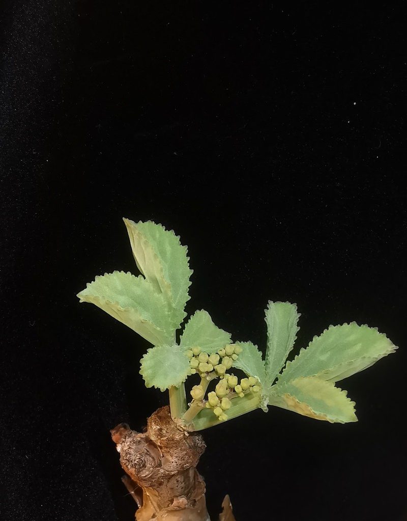 Cyphostemma betiforme, photographed by Romer N. Rabarijaona