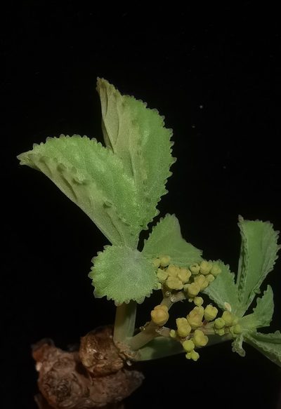 Cyphostemma betiforme, photographed by Romer N. Rabarijaona