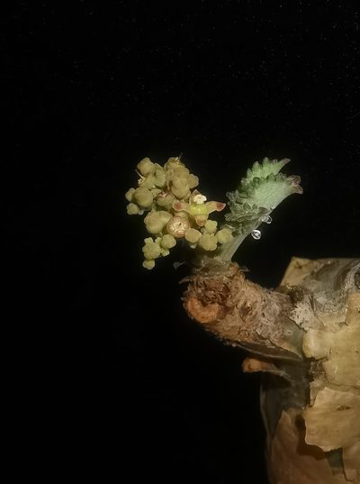 Cyphostemma betiforme, photographed by Romer N. Rabarijaona
