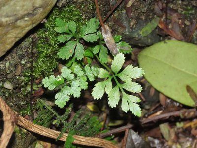 Pteris ensiformis, photographed by chiuluan