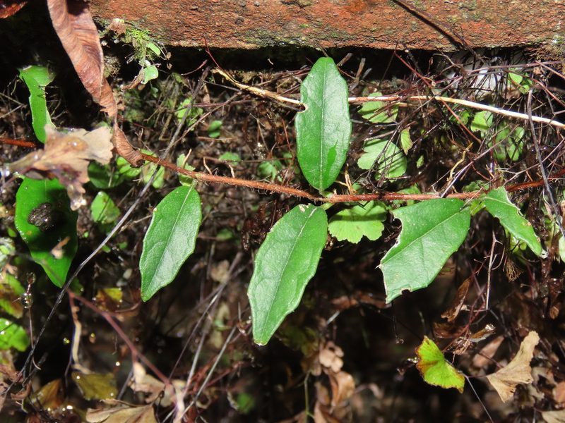 Hydrangea viburnoides, photographed by chiuluan