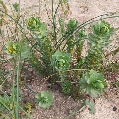 Euphorbia paralias, photographed by bogsuckers