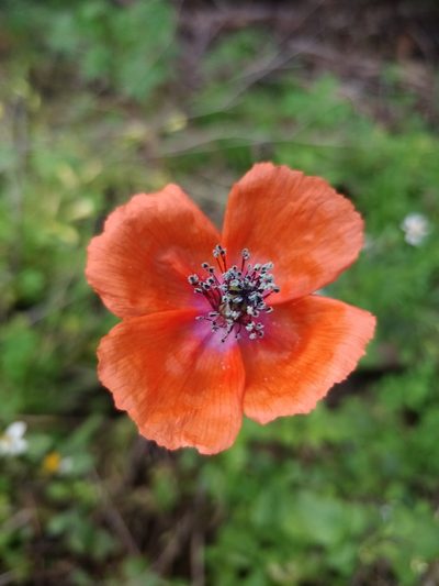 Papaver pinnatifidum, photographed by Vítor Jorge