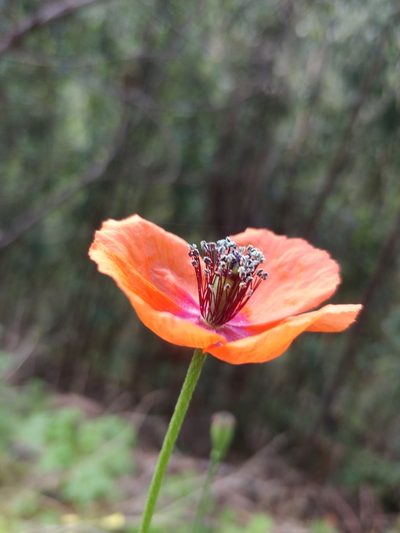 Papaver pinnatifidum, photographed by Vítor Jorge