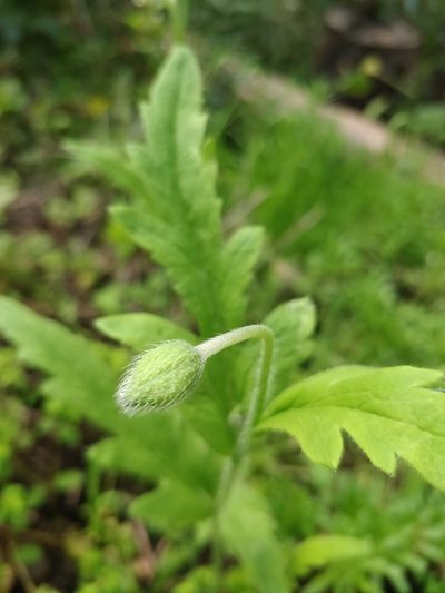 Papaver pinnatifidum, photographed by Vítor Jorge