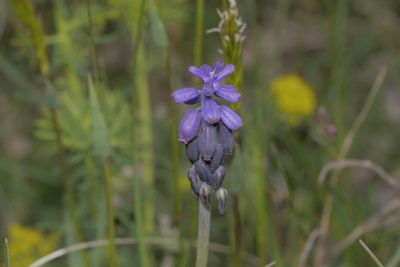 Muscari neglectum, photographed by Nico