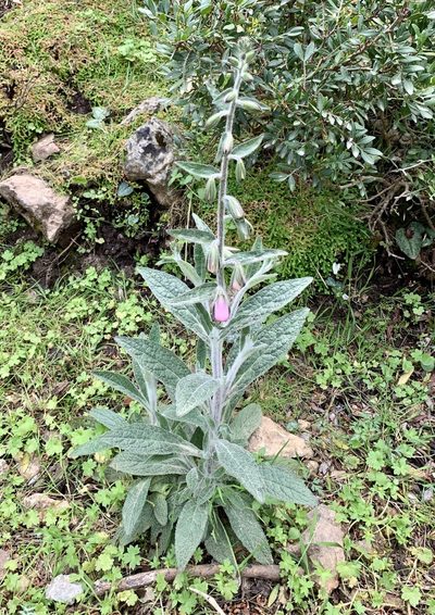 Digitalis minor, photographed by Katrin Simon