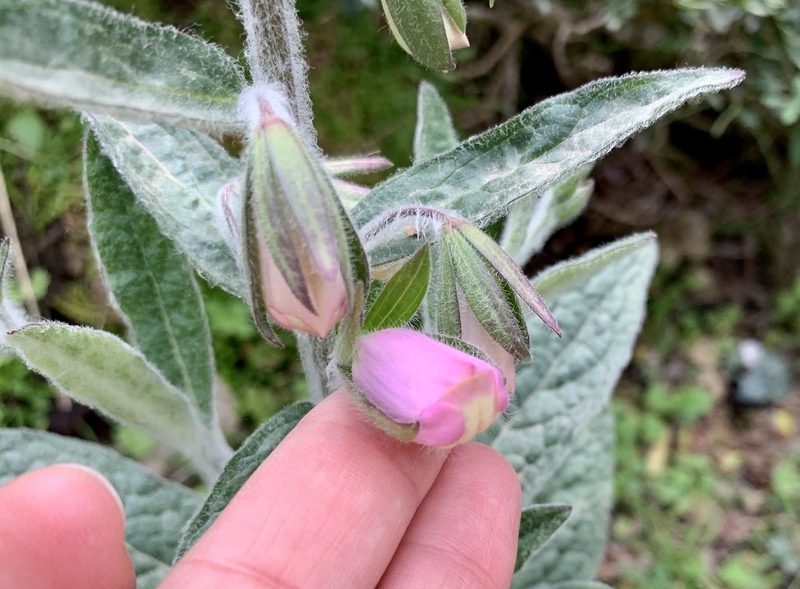 Digitalis minor, photographed by Katrin Simon