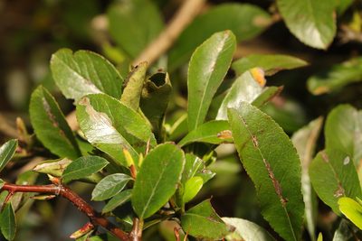 Pyracantha coccinea, photographed by Stephen James McWilliam