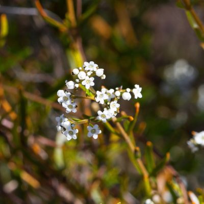 Logania linifolia, photographed by Kym Nicolson