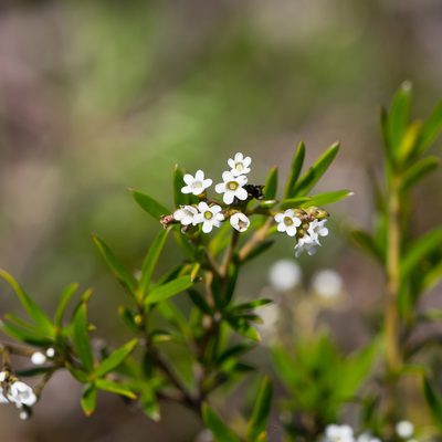 Logania linifolia, photographed by Kym Nicolson