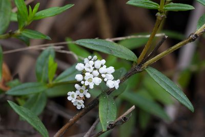 Logania recurva, photographed by Kym Nicolson