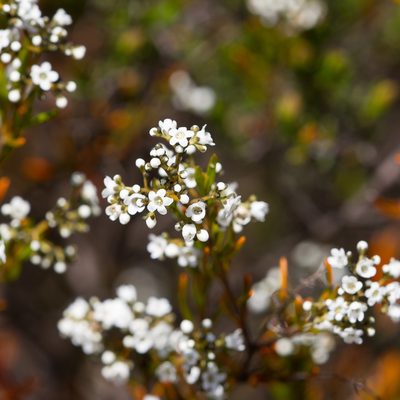 Logania linifolia, photographed by Kym Nicolson