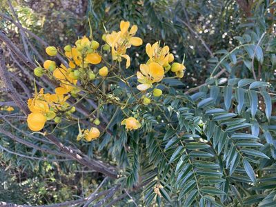 Senna petersiana, photographed by Dave Richardson