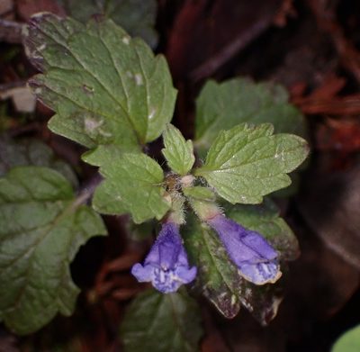 Scutellaria tuberosa, photographed by Cricket Raspet