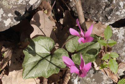 Cyclamen repandum, photographed by Nico