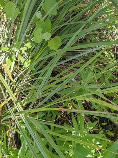 Carex spissa, photographed by Trevor Van Loon
