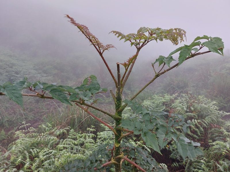 Aralia bipinnata, photographed by 胡正恆(Jackson Hu)