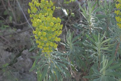Euphorbia characias, photographed by Nico