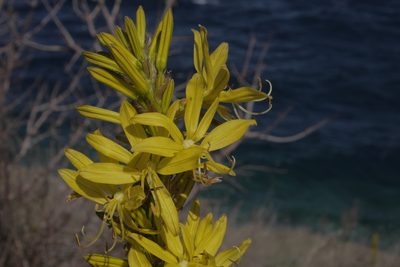 Asphodeline lutea, photographed by Nico