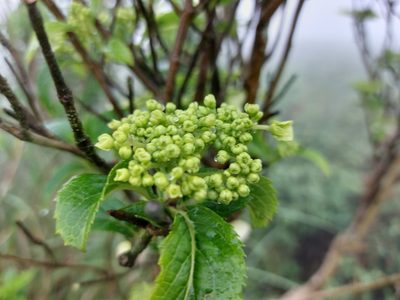 Hydrangea chinensis, photographed by 胡正恆(Jackson Hu)