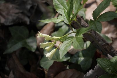 Cardamine kitaibelii, photographed by Nico