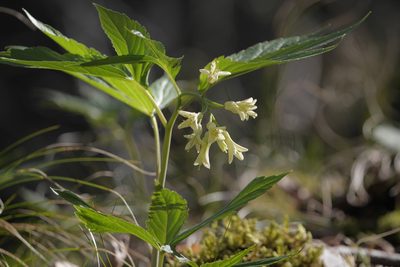 Cardamine kitaibelii, photographed by Nico