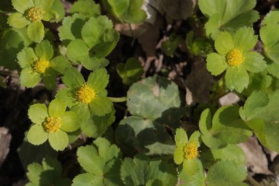 Sanicula epipactis, photographed by Nico