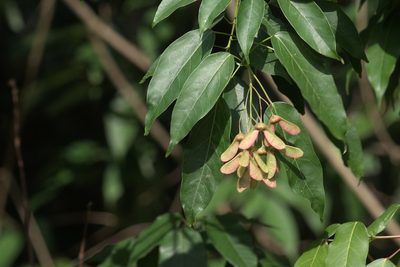 Acer oblongum