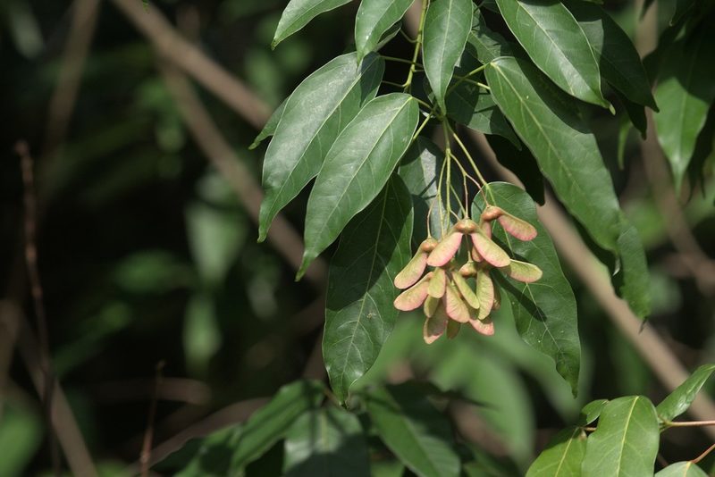 Acer oblongum, photographed by Ramnarayan K