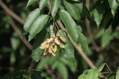 Acer oblongum, photographed by Ramnarayan K