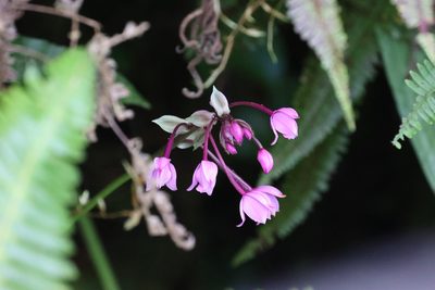 Spathoglottis plicata
