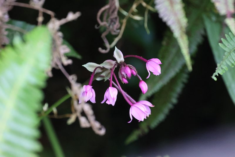 Spathoglottis plicata, photographed by Tommy Andriollo