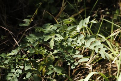 Tipuana tipu, photographed by Tony Rebelo