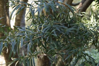 Podocarpus latifolius, photographed by Tony Rebelo