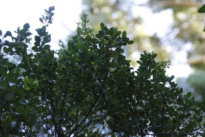 Searsia crenata, photographed by Tony Rebelo